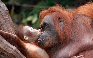 A mother and baby orangutan embracing
